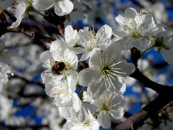 blossom14b