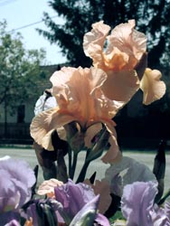 iris05a